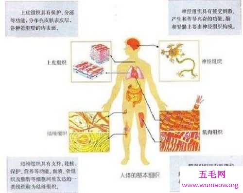 史上最全的人体结构图