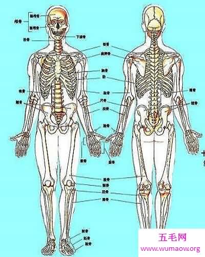史上最全的人体结构图