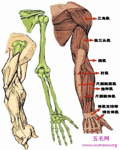 史上最全的人体结构图