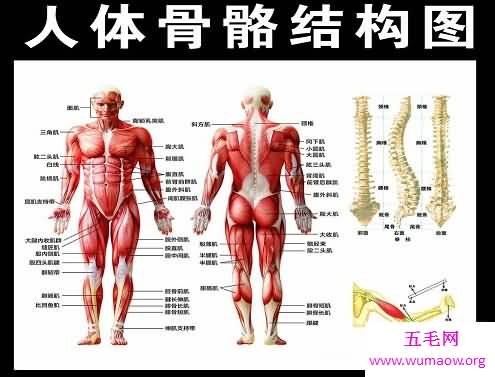 史上最全的人体结构图