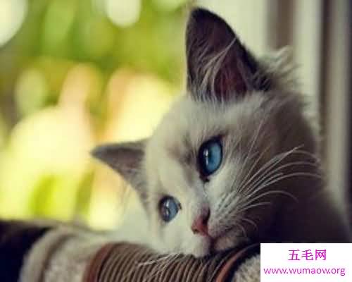 人都容易做梦 梦见猫是什么意思