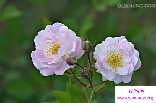 月季花，中国有名的国花，妖艳迷人