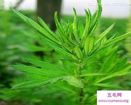 端午家家户户插艾叶，那你知道艾叶的功效吗？