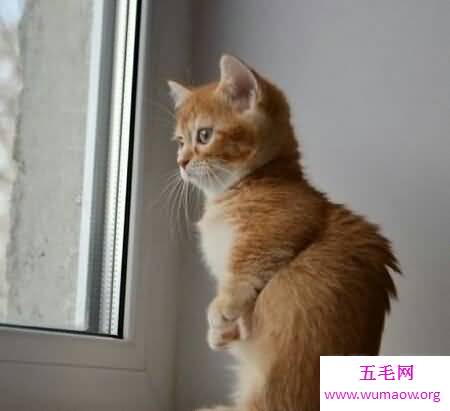 曼赤肯猫是一种矮脚猫 长的非常的可爱