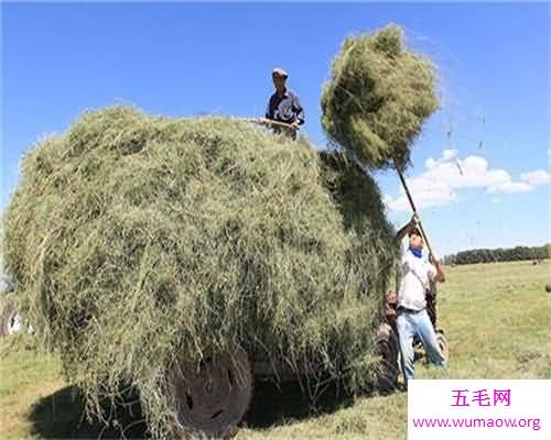 最好的草料，才能够养好牛羊！