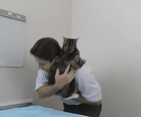 论猫奴的自我修养：正确吸猫指南，教你博得主子欢心