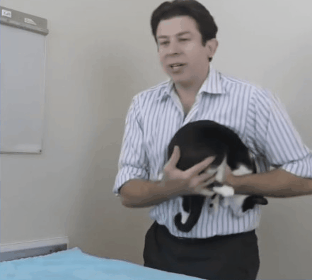 论猫奴的自我修养：正确吸猫指南，教你博得主子欢心