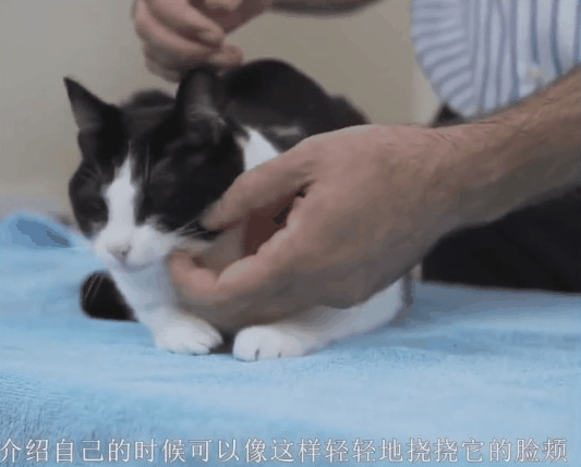 论猫奴的自我修养：正确吸猫指南，教你博得主子欢心