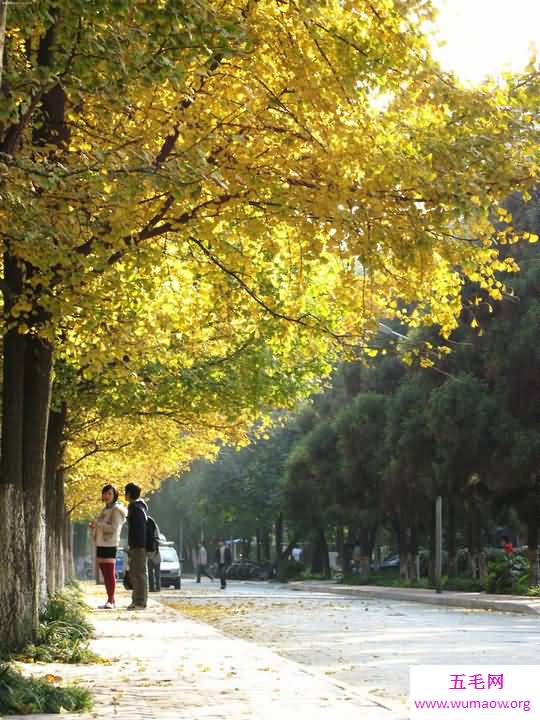 2016中国最美大学排名，武汉大学多年第一