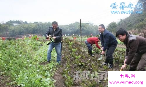 神农架千脚蛇，分开为虫/合则成蛇