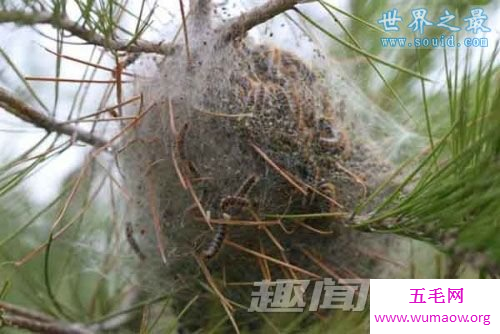 神农架千脚蛇，分开为虫/合则成蛇