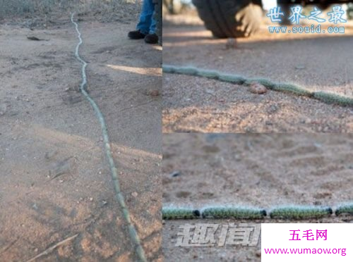 神农架千脚蛇，分开为虫/合则成蛇