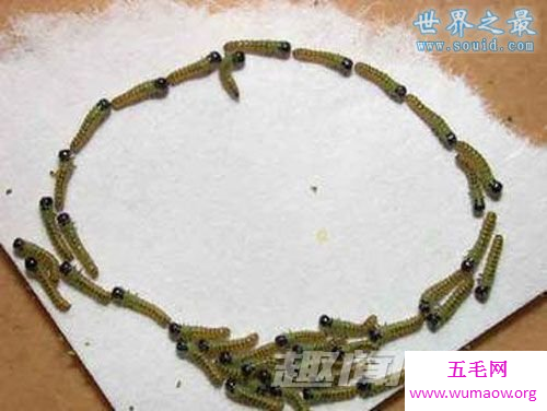 神农架千脚蛇，分开为虫/合则成蛇