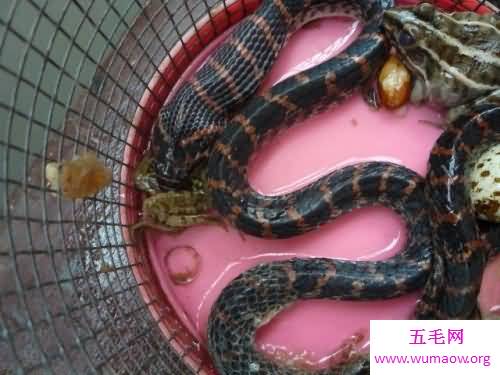 你知道什么样的才是赤链蛇吗它有什么作用呢