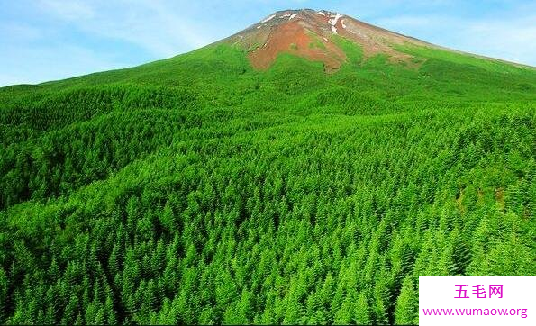 日本自杀森林青木原树海，进去的人都会自杀死亡