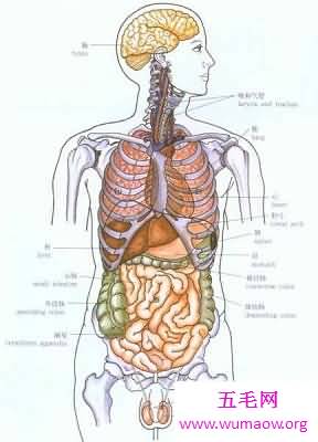 神秘的人体器官图，究竟是怎么产生的？