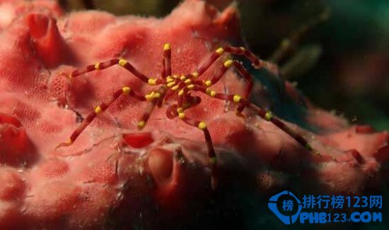 奇特的海洋生物排行榜