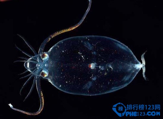 奇特的海洋生物排行榜