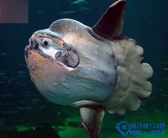 奇特的海洋生物排行榜