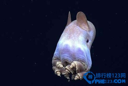 奇特的海洋生物排行榜