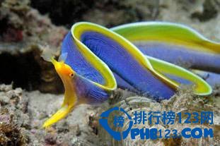 奇特的海洋生物排行榜