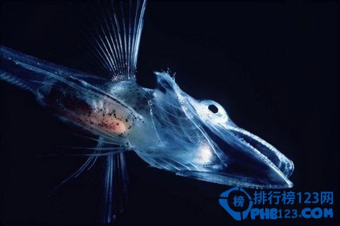 几乎全透明的海底生物