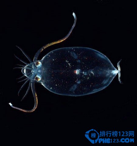 几乎全透明的海底生物