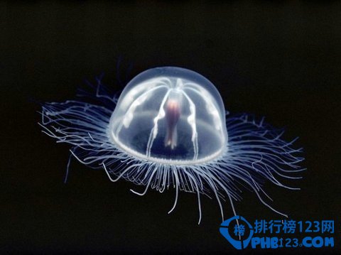 几乎全透明的海底生物