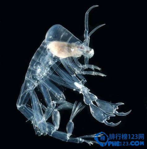 几乎全透明的海底生物