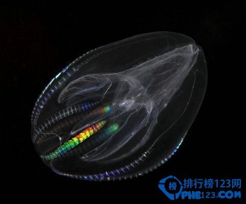 几乎全透明的海底生物