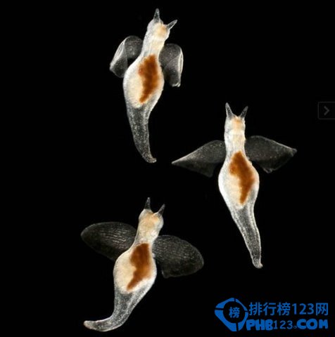 几乎全透明的海底生物