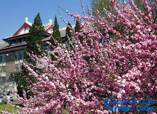 2016中国大学校花排行榜,真的是花哟！