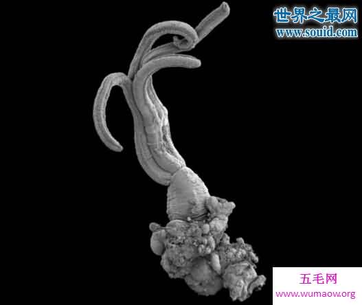 一亿年前的史前恐怖生物，食骨蠕虫(无嘴无骨)