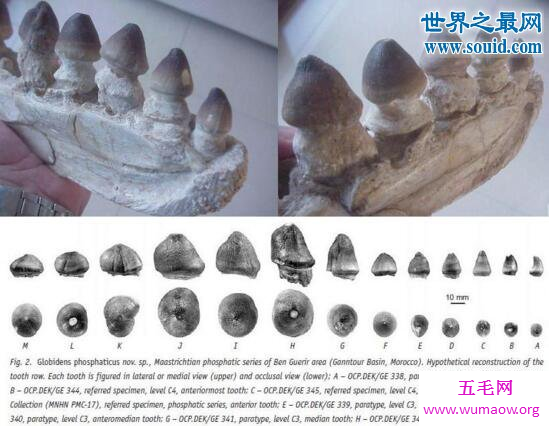 远古巨兽梅尔维尔鲸，大白鲨仅仅只够它塞牙缝