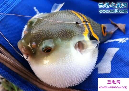 河豚之死寓意，日本人拼死都爱的致命美味