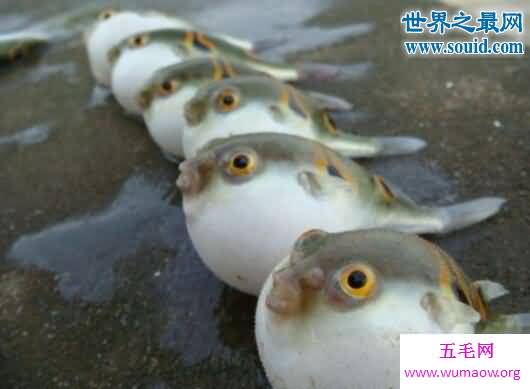 河豚之死寓意，日本人拼死都爱的致命美味