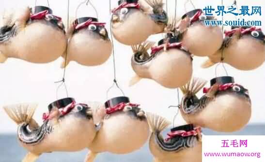 河豚之死寓意，日本人拼死都爱的致命美味