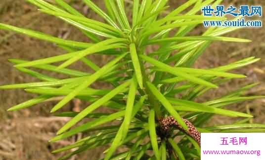 植物熊猫，银杉/报春苣苔/沙地云杉/金茶花