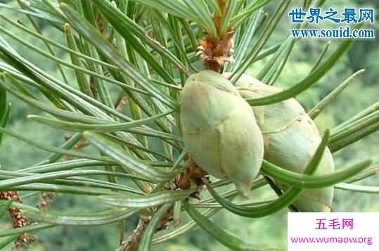 植物熊猫，银杉/报春苣苔/沙地云杉/金茶花