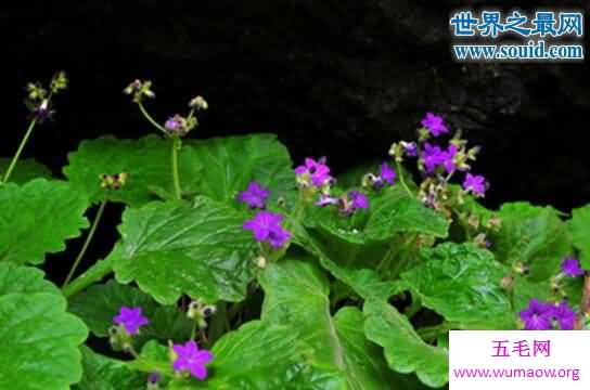 植物熊猫，银杉/报春苣苔/沙地云杉/金茶花
