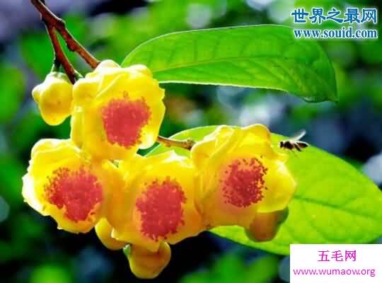 植物熊猫，银杉/报春苣苔/沙地云杉/金茶花