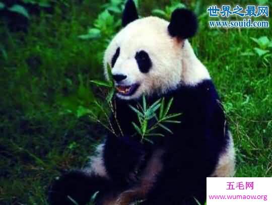 大熊猫寿命，平均寿命25岁(最老熊猫37岁)