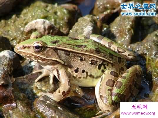 田鸡是青蛙吗，田鸡不是青蛙(两者是不同蛙种)