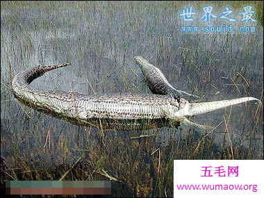 四川挖出50米大蟒蛇，骇人听闻的真想(图)