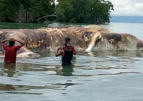 印尼海滩现15米长神秘海洋生物 巨型尸体腐烂染红海水