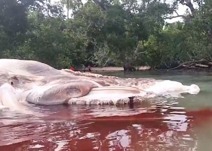 印尼海滩现15米长神秘海洋生物 巨型尸体腐烂染红海水