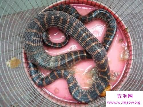 你知道什么样的才是赤链蛇吗它有什么作用呢
