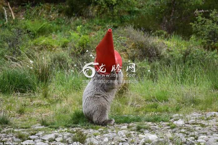 It's not a snow cone! Hamish the first polar bear born in the UK in 25 years was spotted struggling to get a traffic cone off of its head