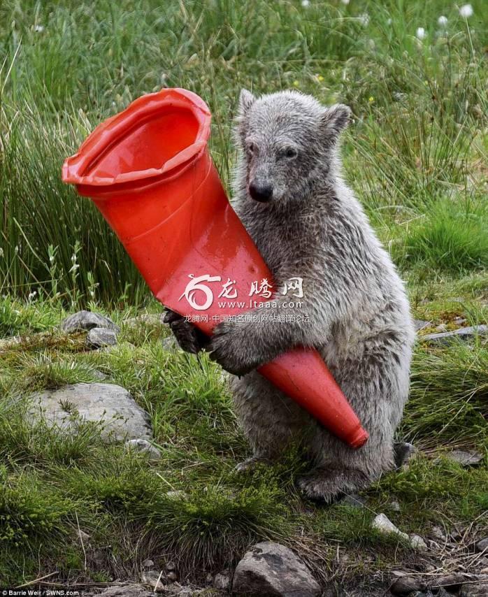 The bear cub was playing with the cone at Highland Wildlife Park near Kingussie in the Badenoch and Strathspey area of the Highlands