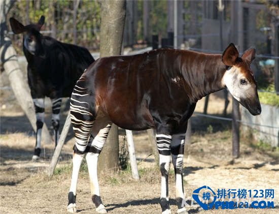 世界十大神秘生物